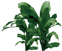 Growing plant Growing plant