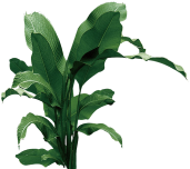 Growing plant Growing plant