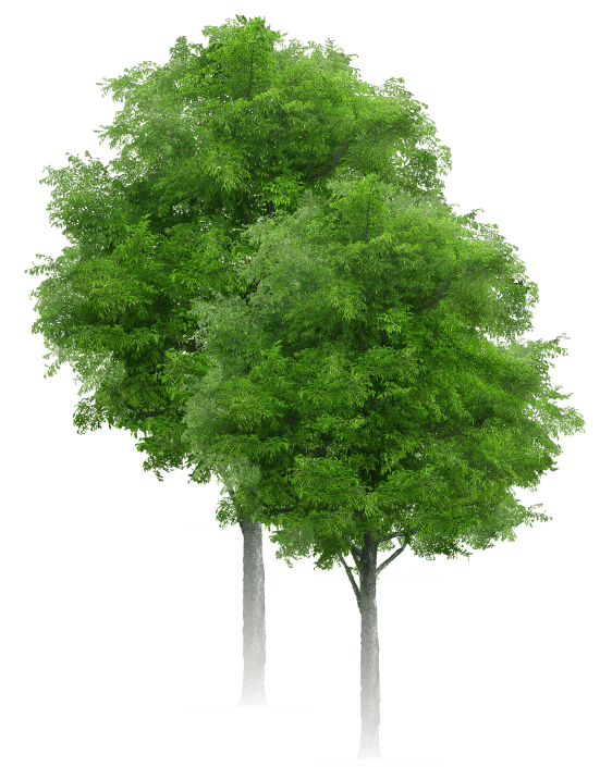Side trees Side trees