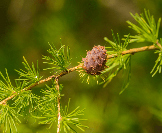 Larch