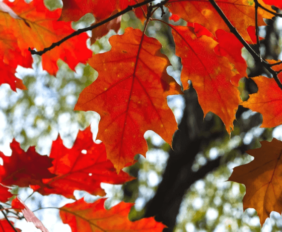 Red Oak tree