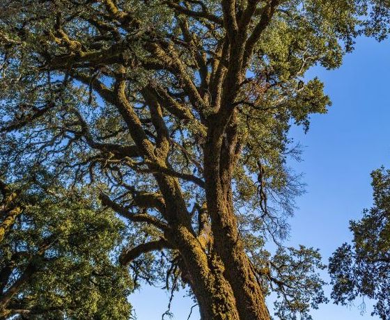 Sessile oak